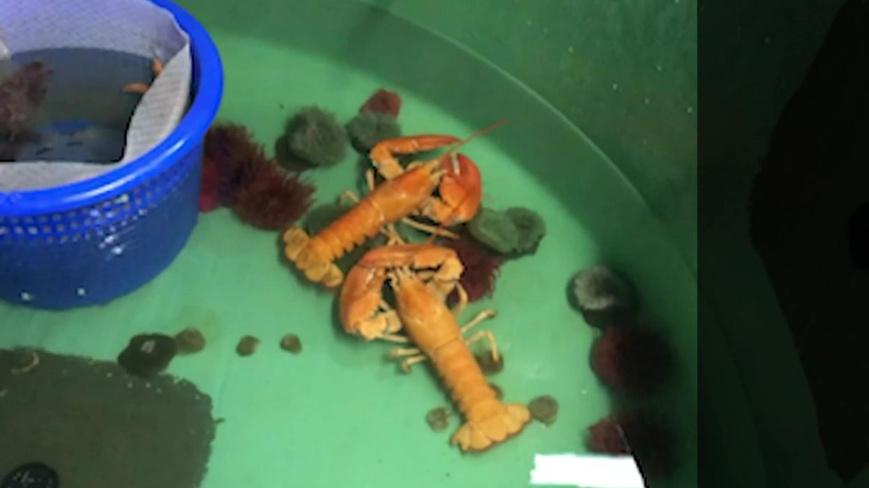 Unique orange lobster saved from being eaten at Red Lobster