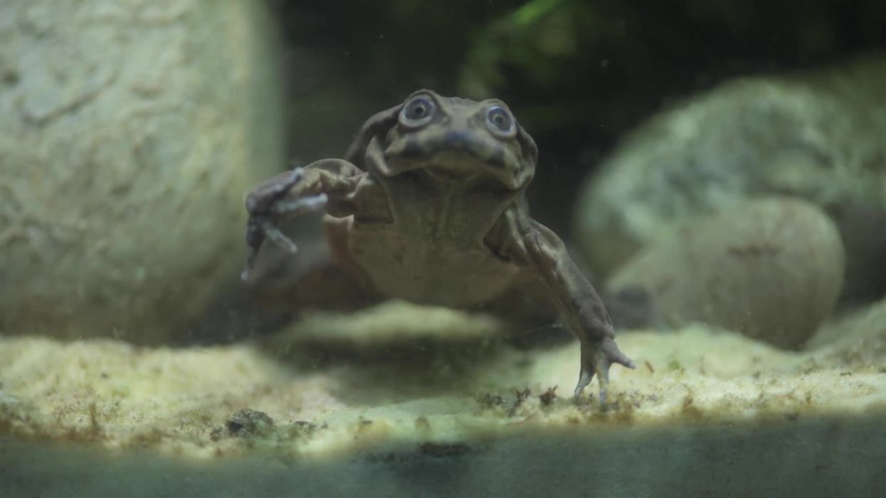 Scientists discover that frogs can scream, but we can't hear them
