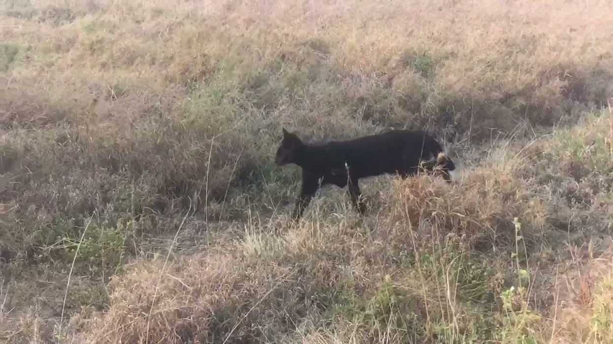 This long-legged cat from Africa keeps showing up in unusual places