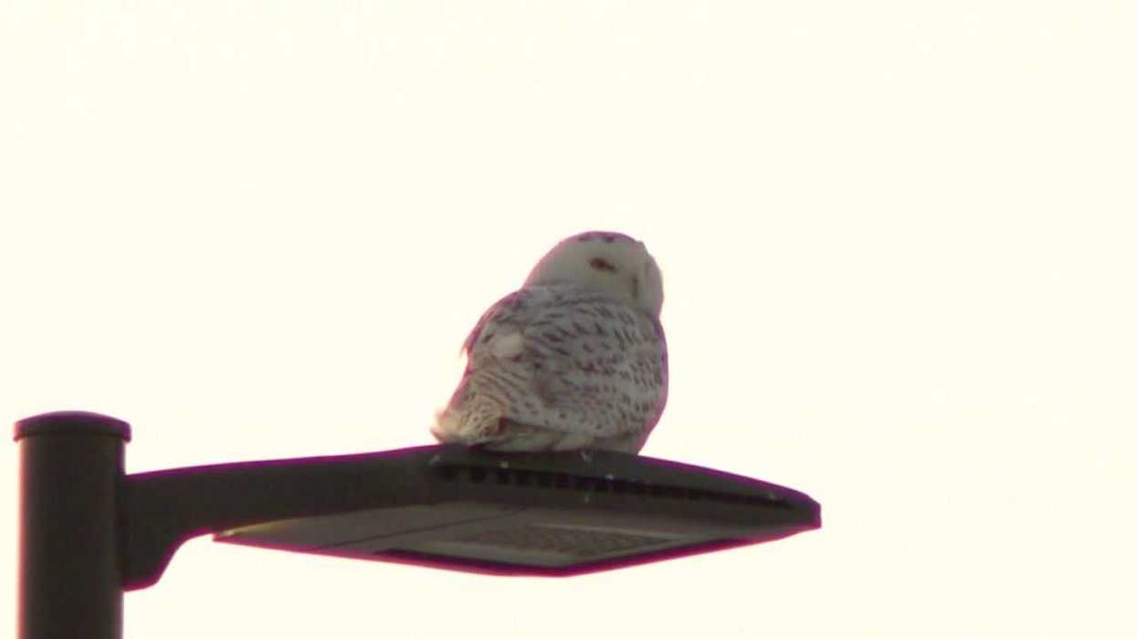 TikTok has a new obsession with celebrity owl impressions - and it's absolutely hilarious