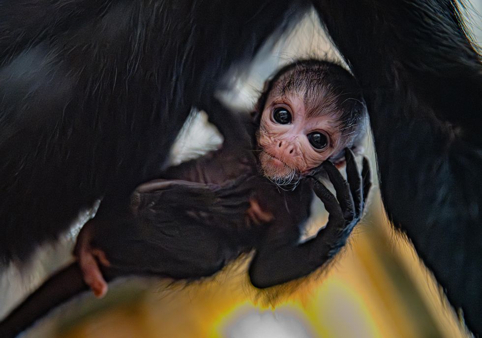 Chester Zoo visitors treated to glimpse of rare baby spider monkey