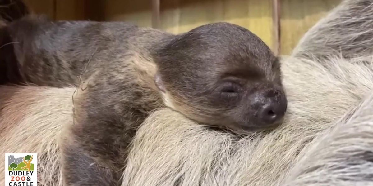 Rare two-toed baby sloth born at Dudley zoo | indy100