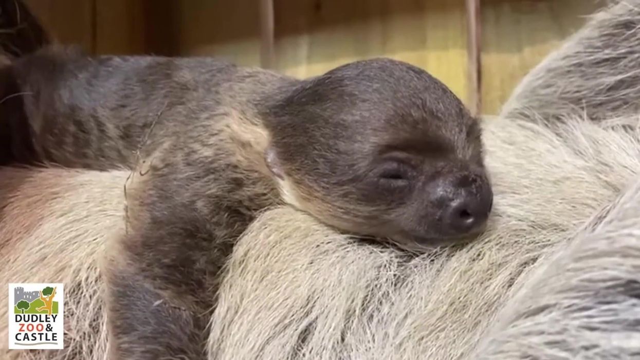 Rare two-toed baby sloth born at Dudley zoo