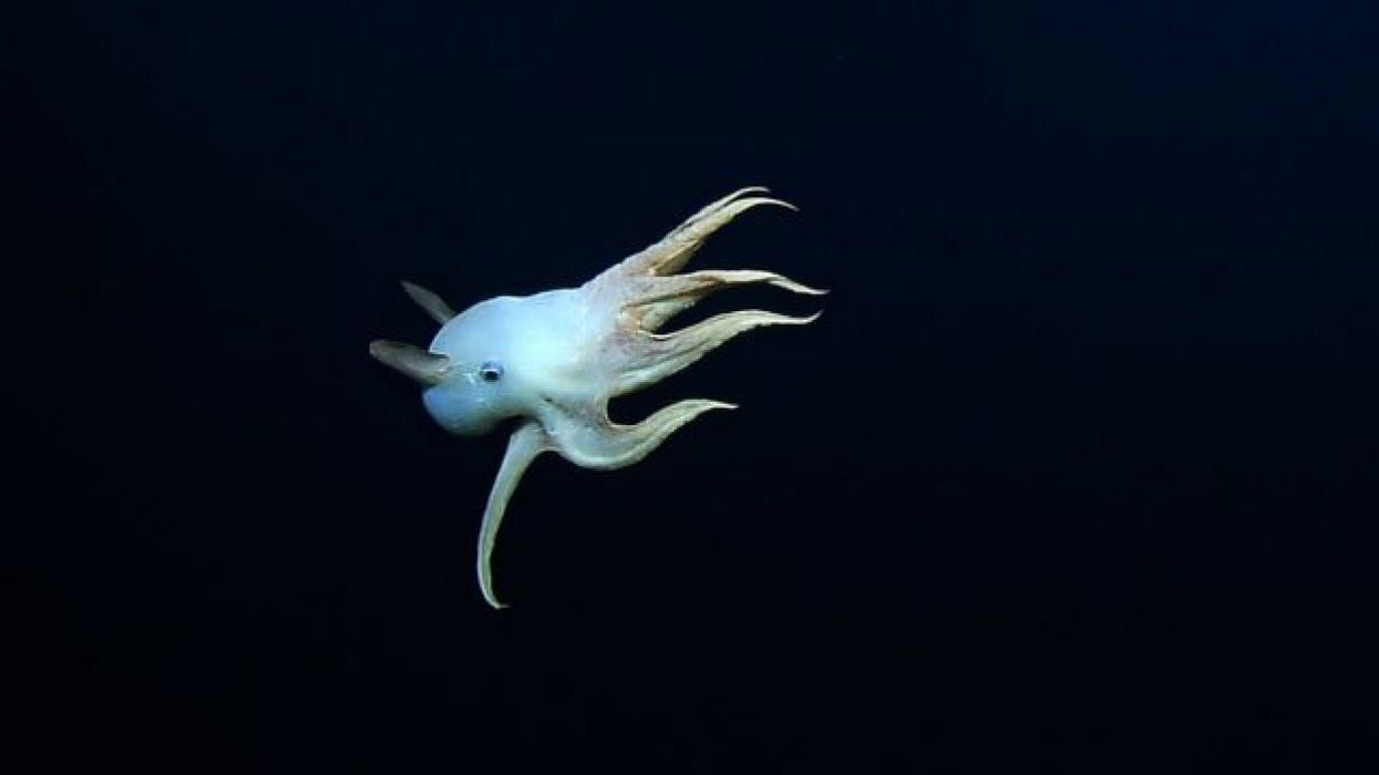 Controversial study suggests octopuses came from outer space