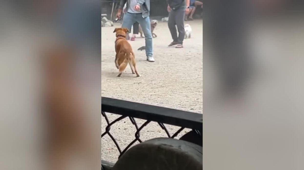 Street rat running wild causes carnage at NYC dog park