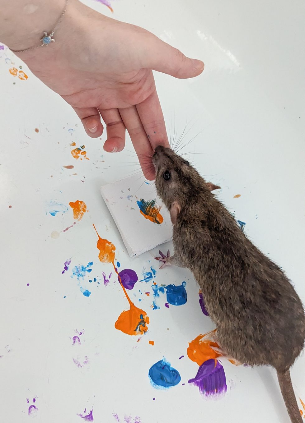 Rat painting