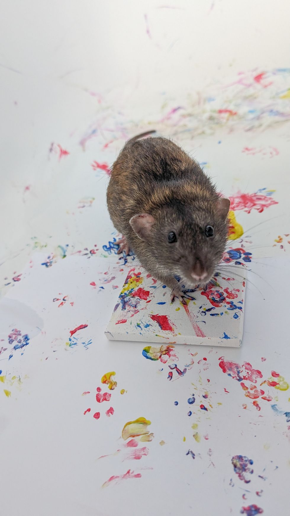 Rat painting