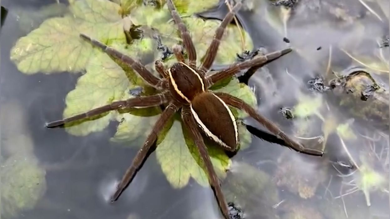 YouTubers horrified after spotting skin-crawling details in 'gates of hell' cave