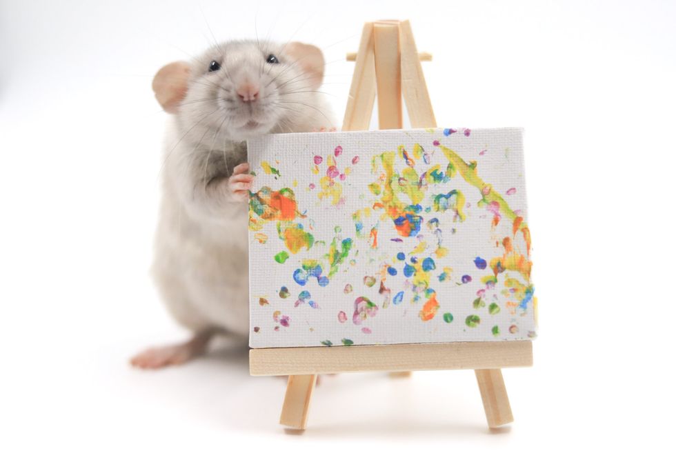 Rat with painting