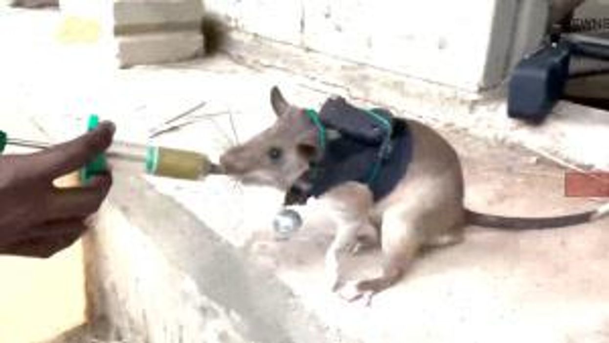 Rats are being trained to save survivors trapped during earthquakes