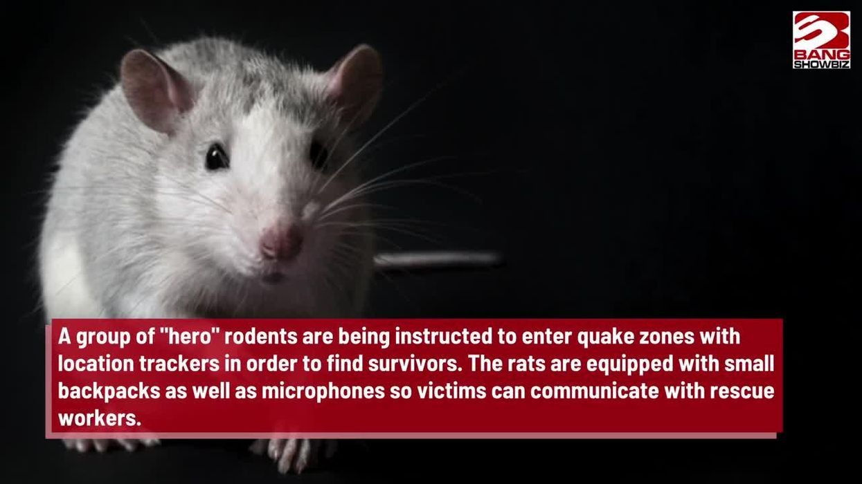 Giant rats 'the size of rabbits' could start getting in your homes