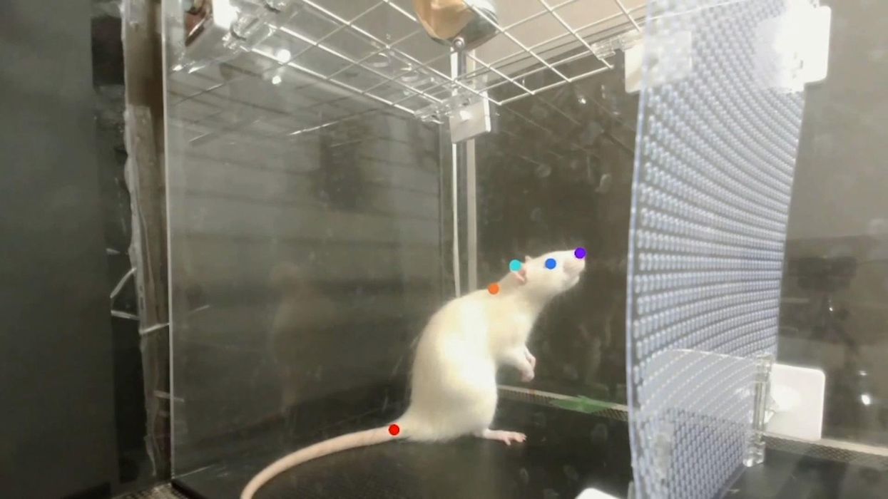 Researchers discover that rats 'love' dancing to Lady Gaga