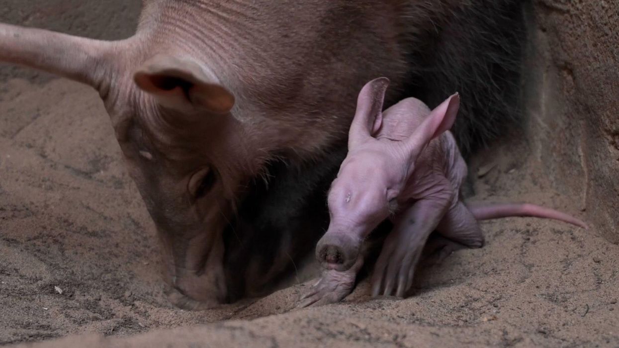 Adorable photos show the first ever baby aardvark born at Chester Zoo