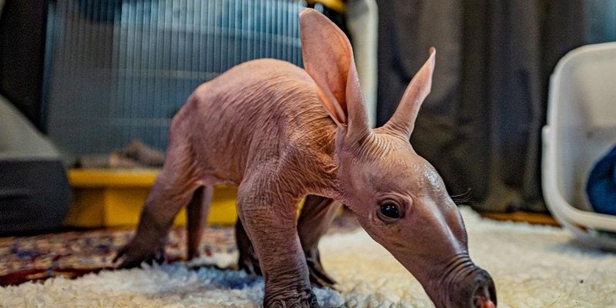 Adorable Photos Show The First Ever Baby Aardvark Born At Chester Zoo adorable-photos-show-the-first-ever-baby-aardvark-born-at-chester-zoo