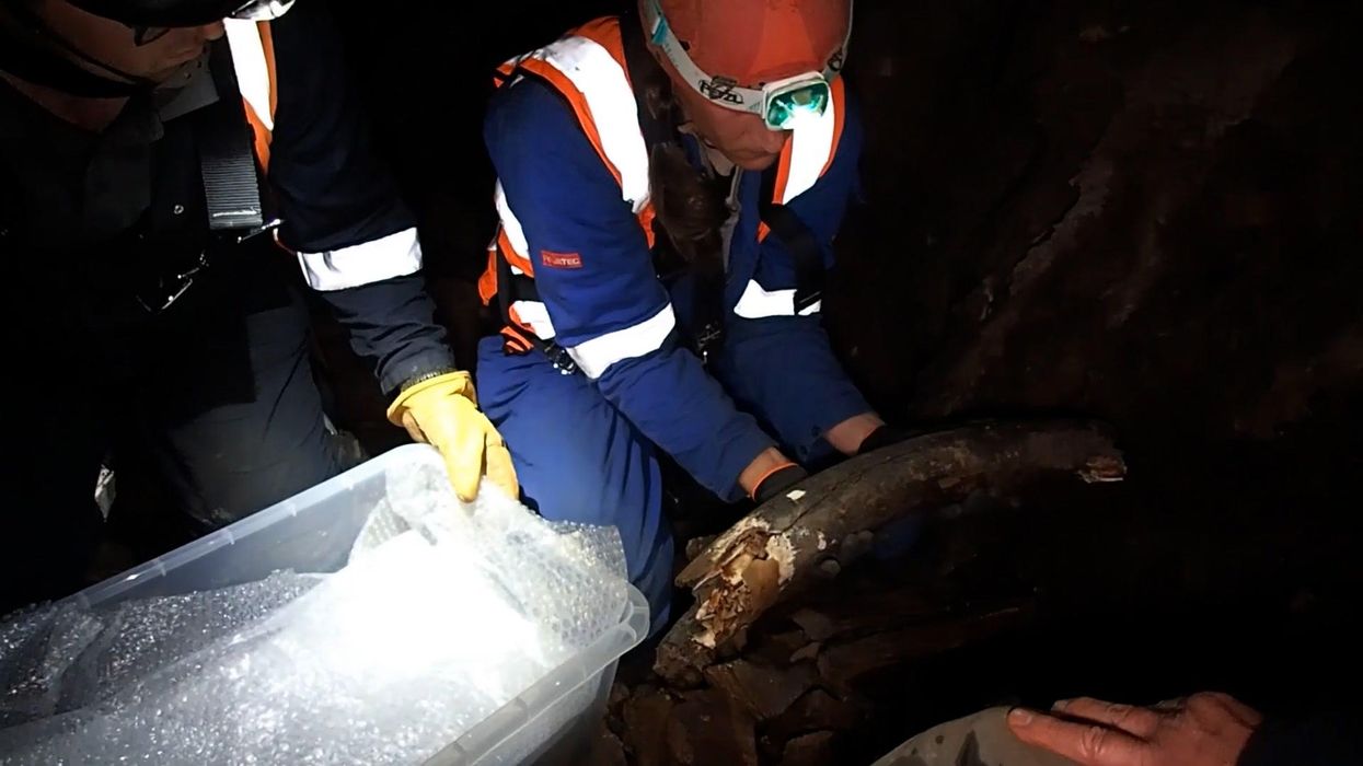 Raw video: Woolly mammoth and rhino amongst Ice Age remains found in UK cave