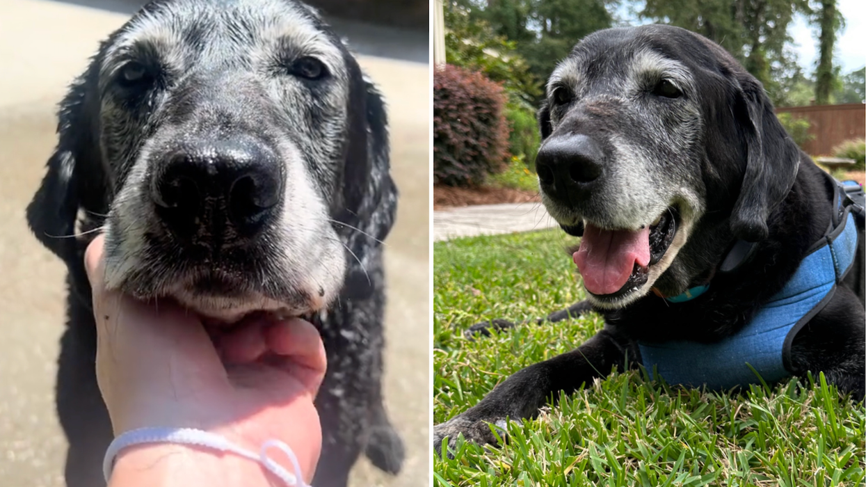 'Real tears man': Tributes pour in after the death of viral TikTok dog Zawg