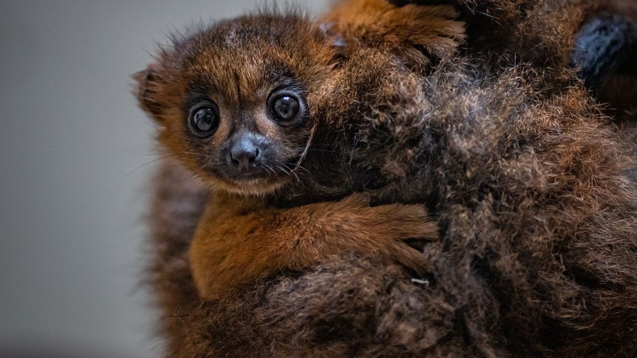 Red-bellied lemur born at Chester Zoo