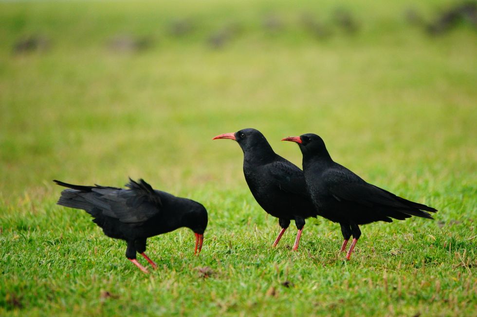 Spend an hour counting birds and reconnect with nature, says RSPB