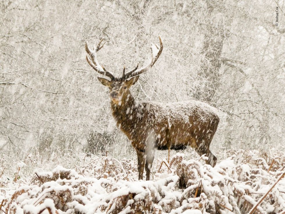 Red deer stag in snow in Richmond Park, London (Joshua Cox,/Wildlife Photographer of the Year/PA)