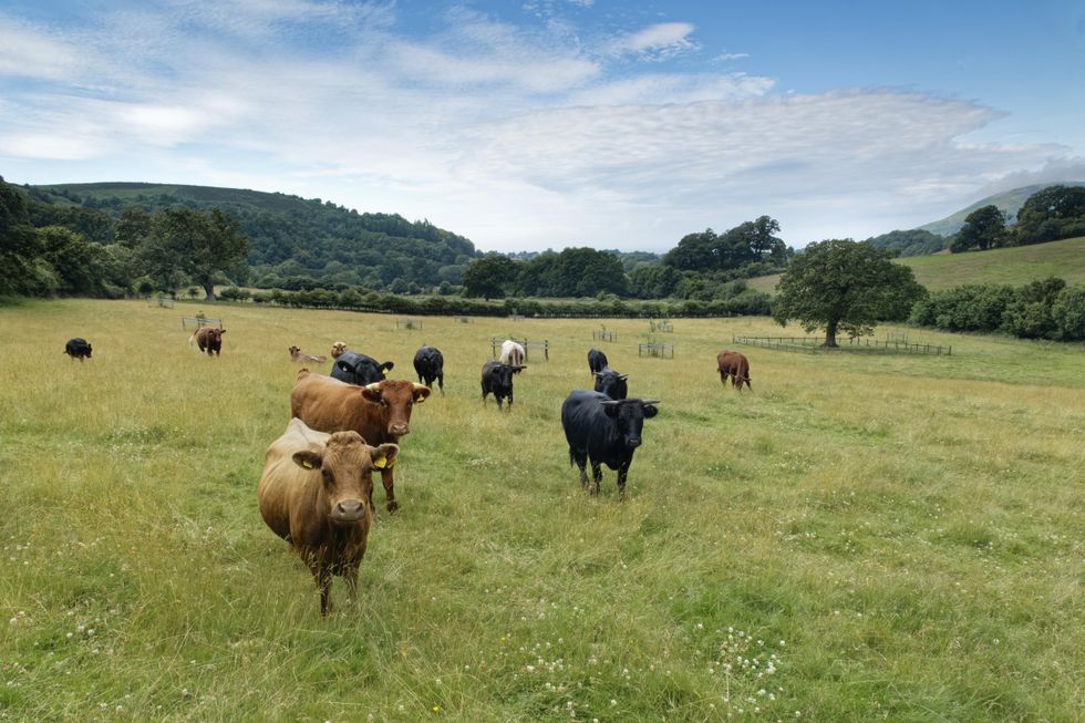 Red Devon cattle graze on land on Exmoor