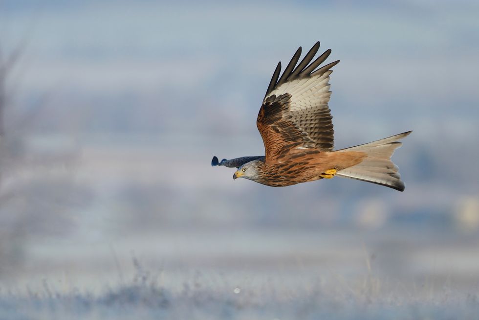 Red kite flying over frosty landscape