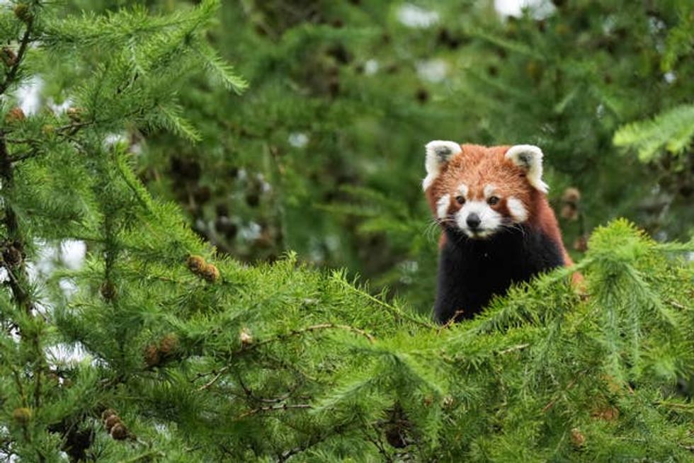 Red panda Esha at Peak Wildfire park