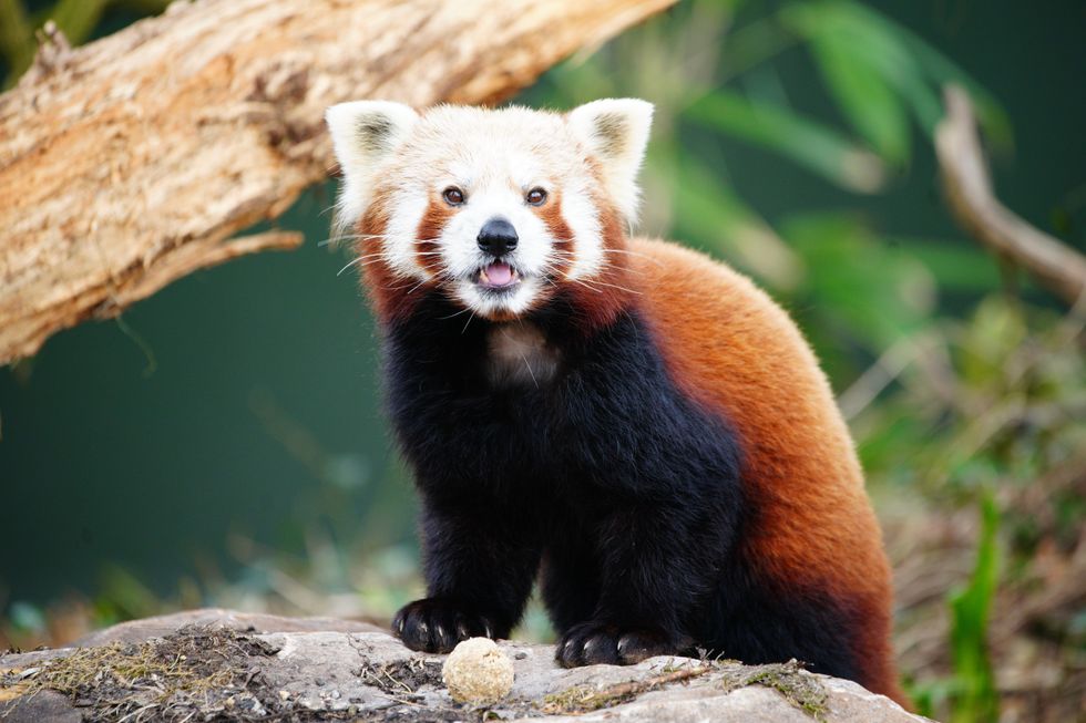Endangered red panda arrives at tailor-made zoo home