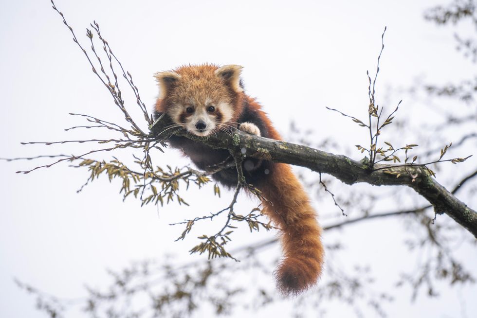 Endangered red panda cub settling into new home at Hampshire zoo