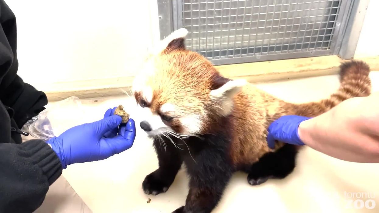 Watch the adorable moment red pandas, tigers and hippos get their Covid vaccines