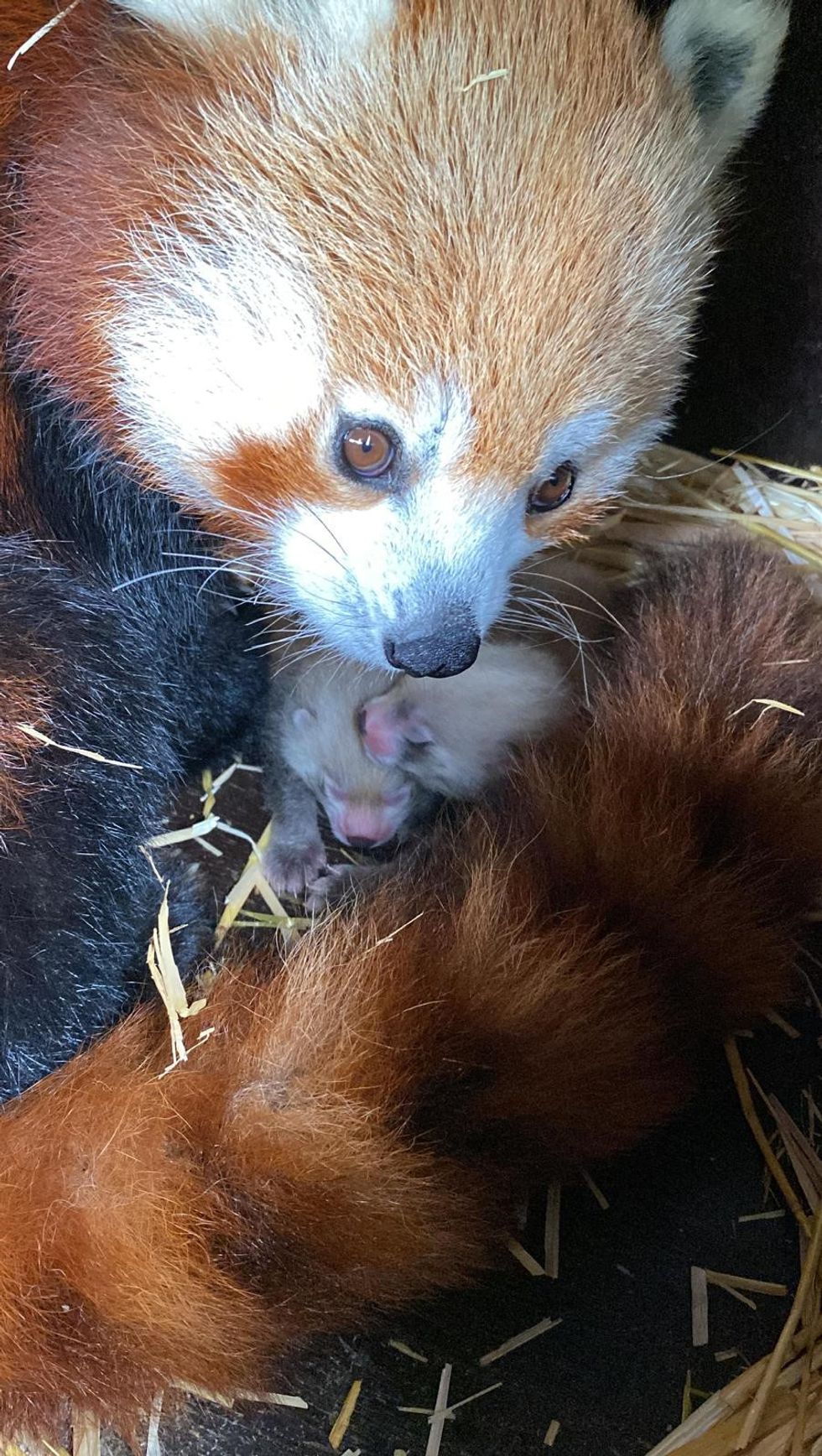 red pandas