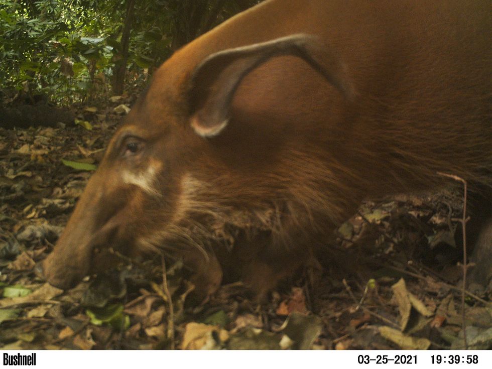 Red River hogs were among the array of wildlife seen in the images (WCS Nigeria/PA)