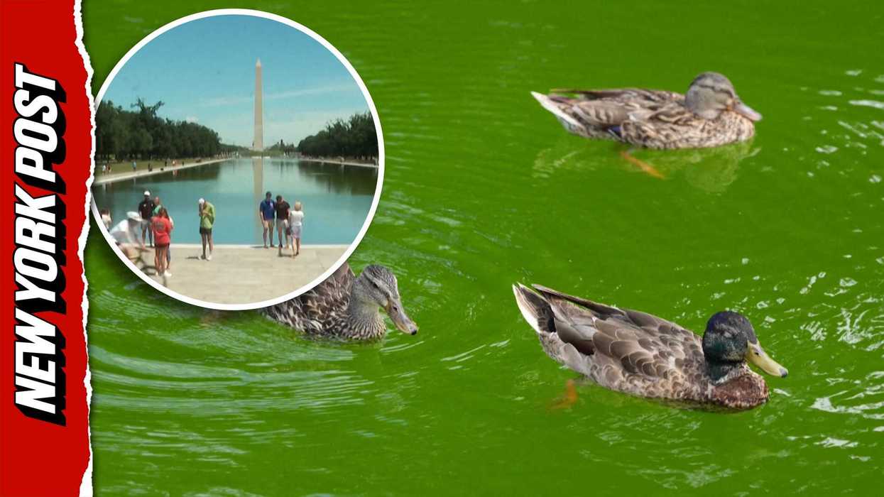 Trump fighting losing battle with Lincoln Memorial Reflecting Pool algae is a ‘perfect metaphor’
