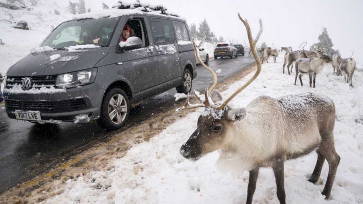 Watch: Sweet moment reindeer stop traffic during heavy snow fall