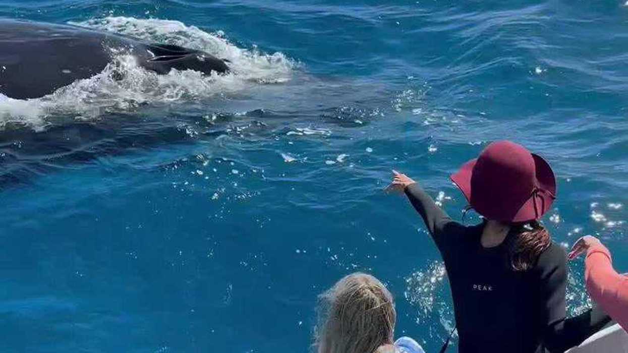 Humpback whales shatter records with extraordinary 9000 mile ocean journey