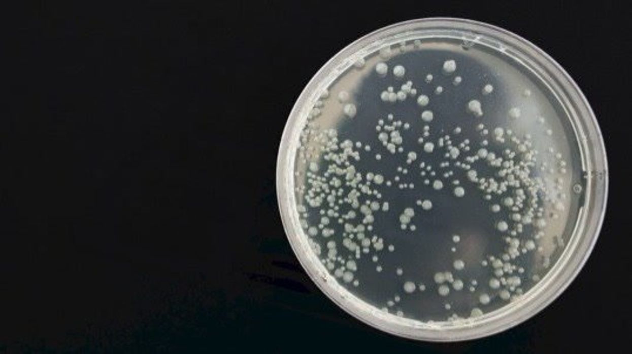 Mysterious 'mirror life' bacteria could take out everything on Earth, scientists warn