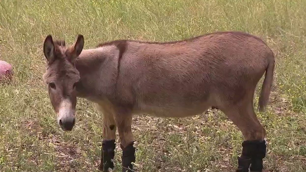 Shrek fans devastated as California donkey which inspired Eddie Murphy's iconic character dies aged 30