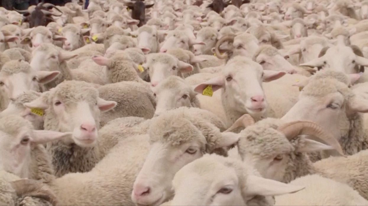 The ‘loneliest sheep’ 54,000 people want saved and why a hovercraft may help