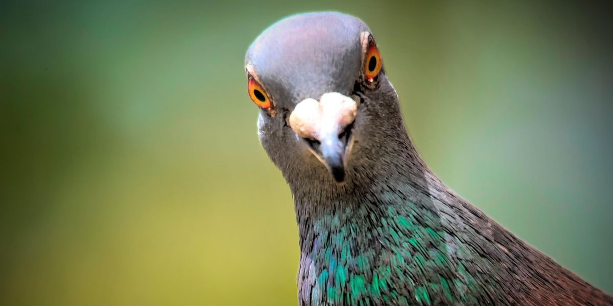 Pigeon detained in prison for dodgy contents of tiny backpack indy100