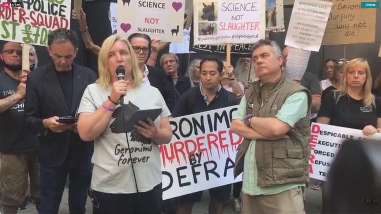 Geronimo the alpaca’s daughter has had a baby and the name suggestions are wild