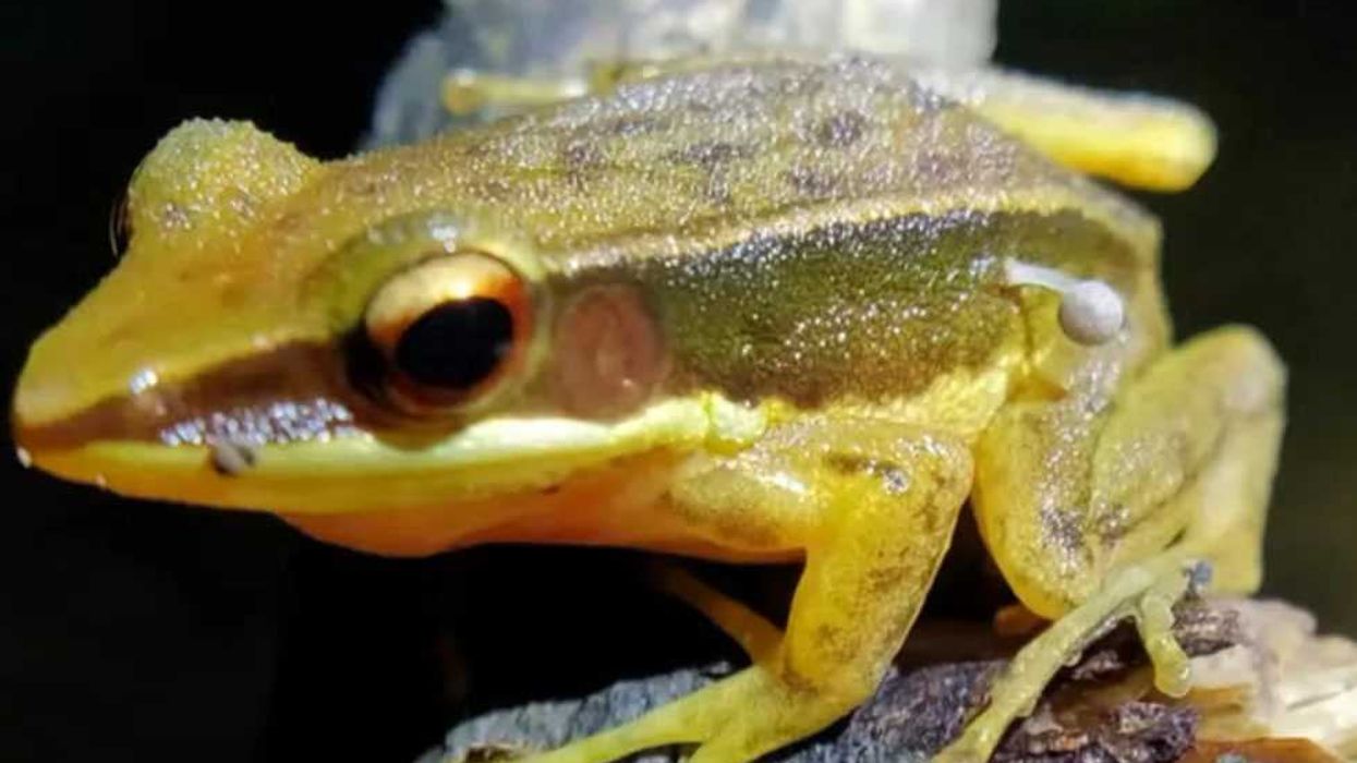 Mushroom sprouting from frog's leg leaves scientists concerned
