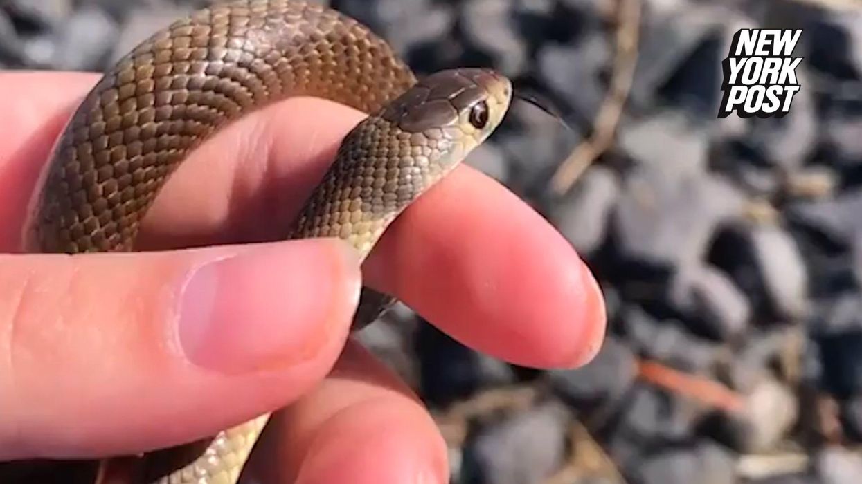 Venomous cobra dies after being bitten by an eight-year-old boy - twice