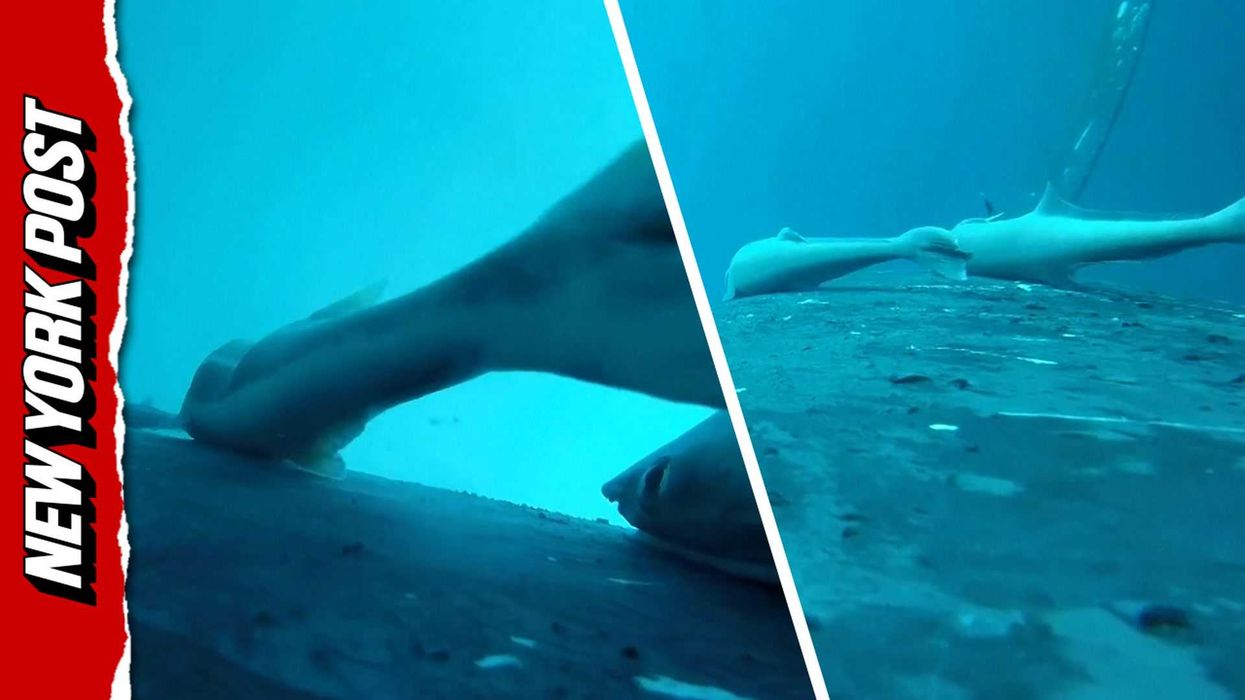 Mysterious non-human language discovered living beneath the Earth’s oceans