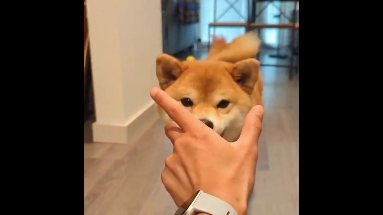 Cheems, the shiba inu behind 'cheemsburbger' and 'bonk' memes, passes away amid cancer battle