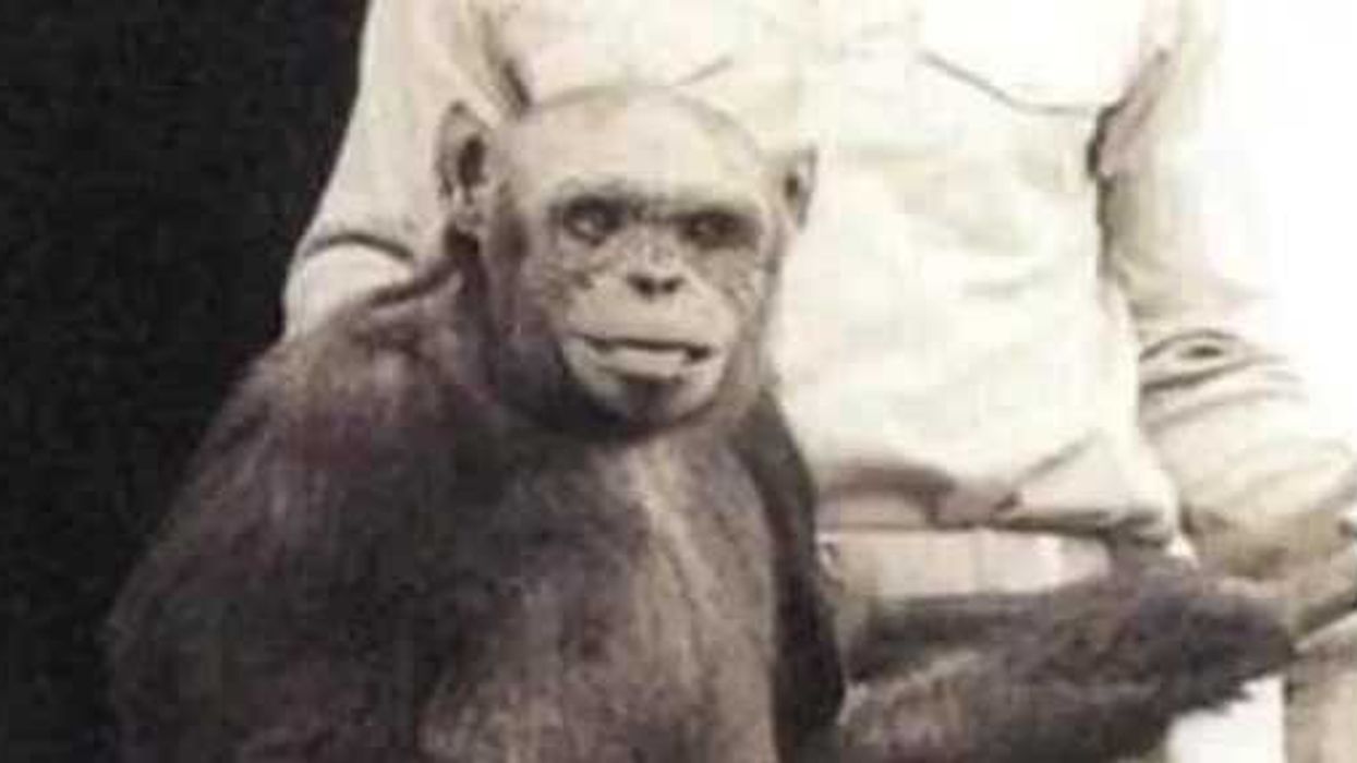Doctor says scientists secretly made a ‘humanzee’ by mixing humans with chimps