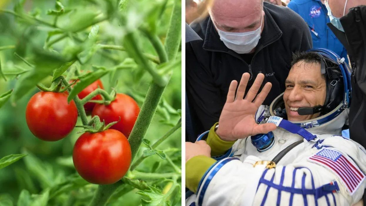 A missing tomato has been found in space - yes, really