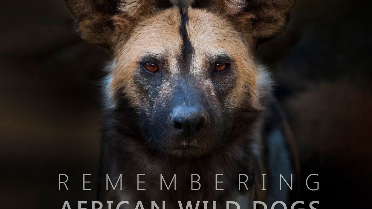 Remembering African Wild Dogs (PA)