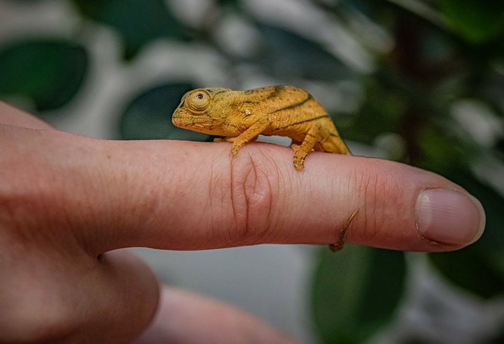 Chester Zoo celebrates ‘first breeding’ of rare chameleon in the UK