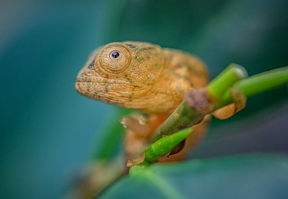 Reptile experts at Chester Zoo believe they have become the first zoo in the UK to breed rare Parson's chameleons