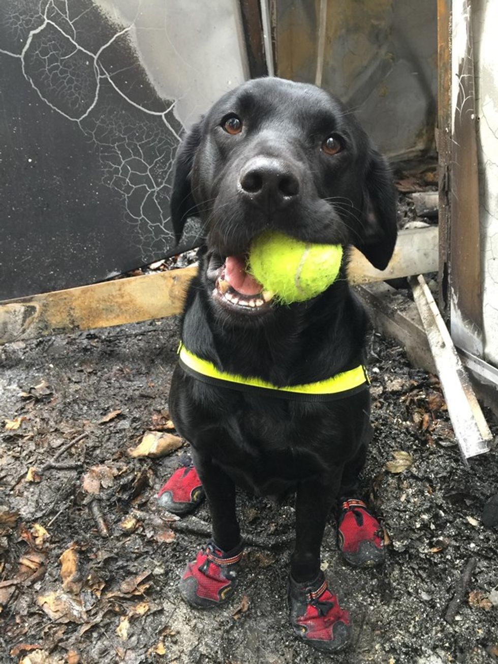 Reqs in protective boots