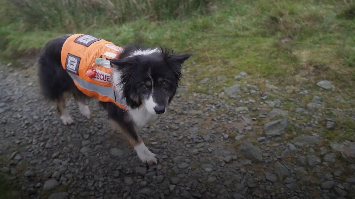 Dog become foster parent for 7 puppies after their mum couldn't cope